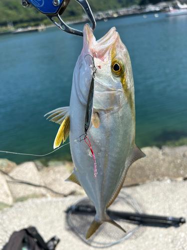 ネリゴの釣果