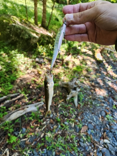 ハスの釣果