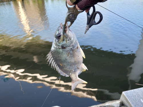 キビレの釣果