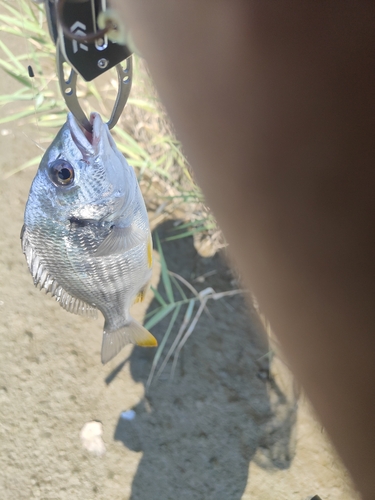 キビレの釣果