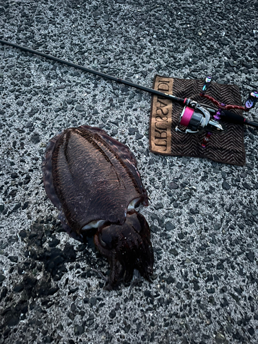 コウイカの釣果