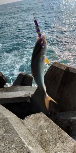 ショゴの釣果