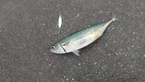 サバの釣果