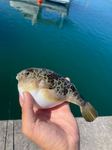 ショウサイフグの釣果