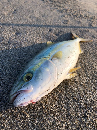 ワカシの釣果