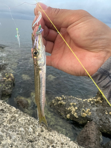 アカカマスの釣果