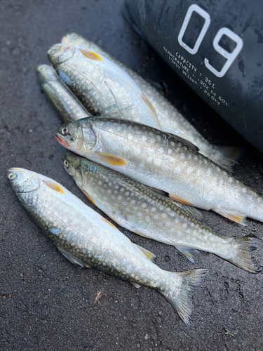 アメマスの釣果