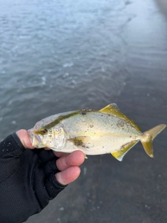 ショゴの釣果