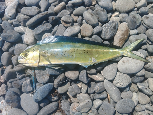 シイラの釣果