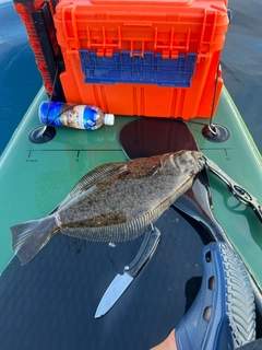 ブリの釣果