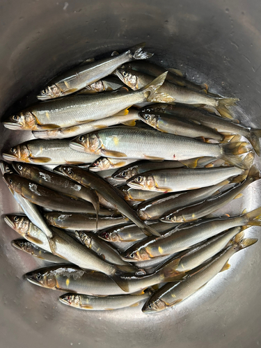 アユの釣果