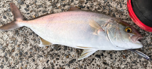 ショゴの釣果