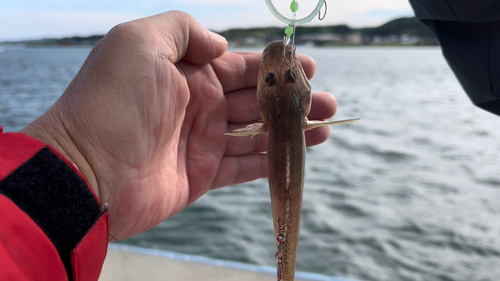 ハゼの釣果