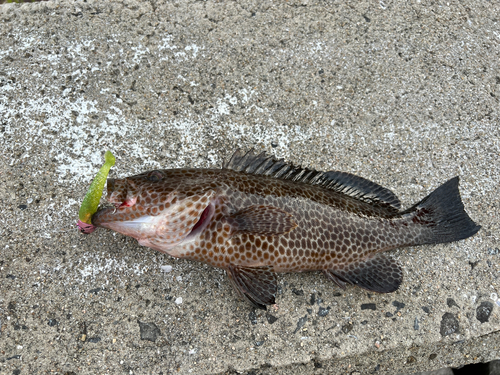 オオモンハタの釣果