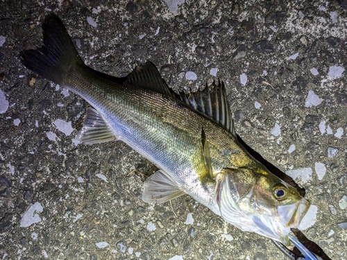 セイゴ（マルスズキ）の釣果