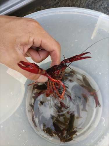 アメリカザリガニの釣果