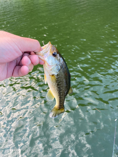 ラージマウスバスの釣果