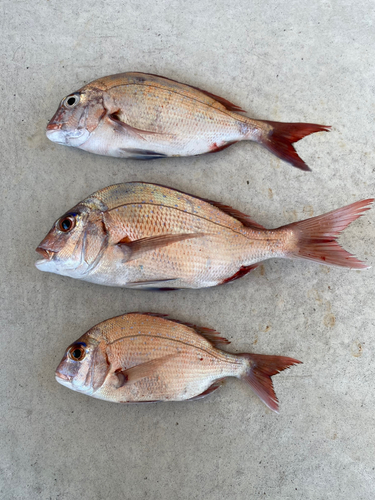 マダイの釣果