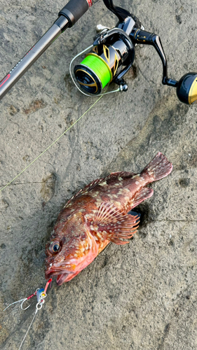 カサゴの釣果