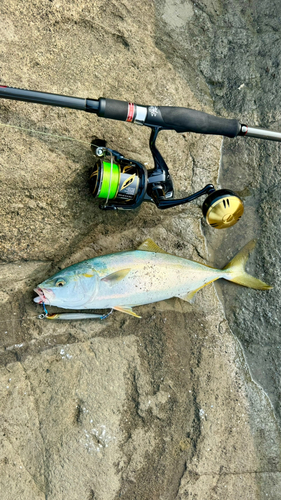 ワカシの釣果