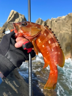 アカハタの釣果