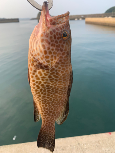 オオモンハタの釣果