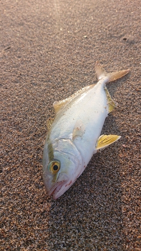 ショゴの釣果