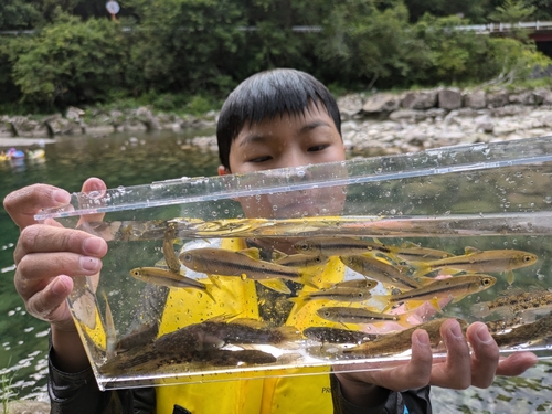 ウキゴリの釣果