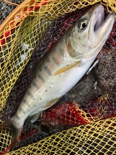 ヤマメの釣果