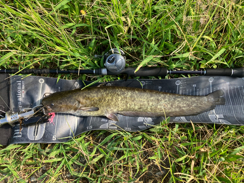 ナマズの釣果