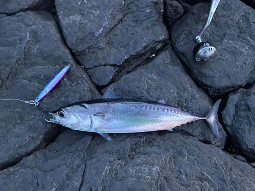 ソウダガツオの釣果