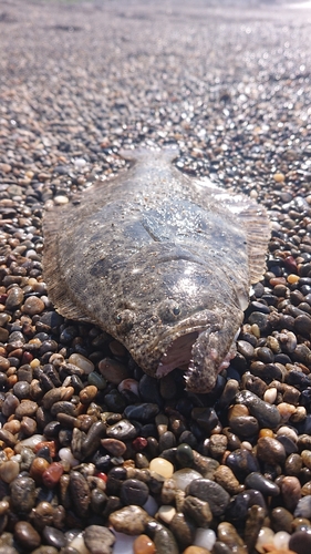 ヒラメの釣果