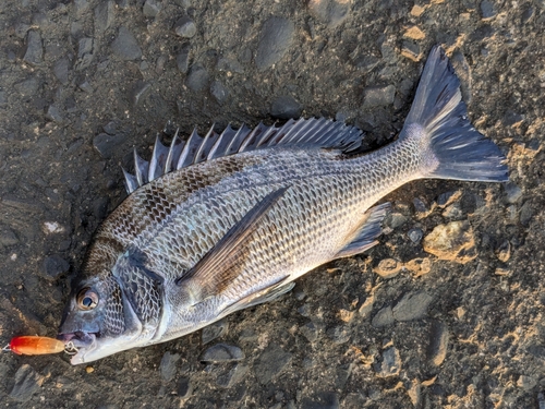 チヌの釣果