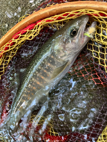 イワナの釣果