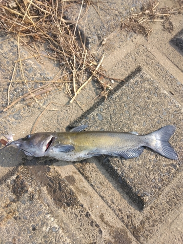 アメリカナマズの釣果