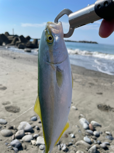 ツバスの釣果