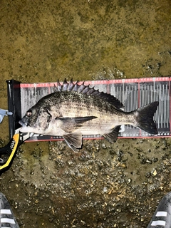 クロダイの釣果