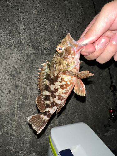 タケノコメバルの釣果