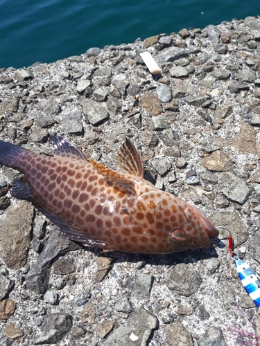 オオモンハタの釣果