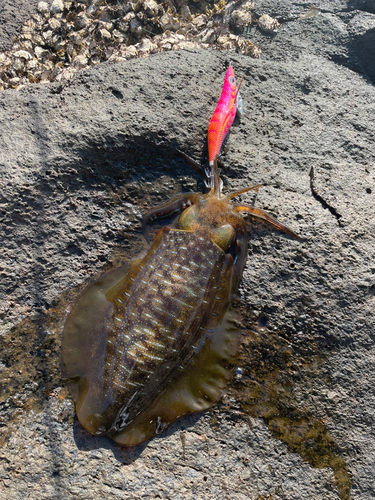 アオリイカの釣果