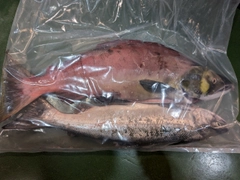 ベニザケの釣果