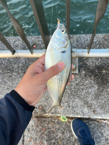 コノシロの釣果