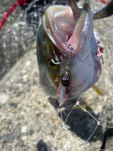 ツバスの釣果