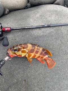 アカハタの釣果