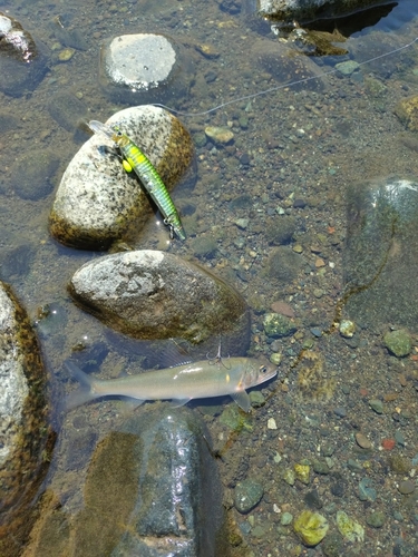 アユの釣果