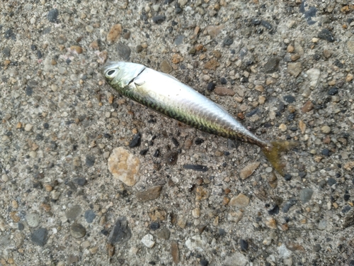 サバの釣果