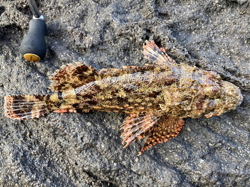 オニカサゴの釣果