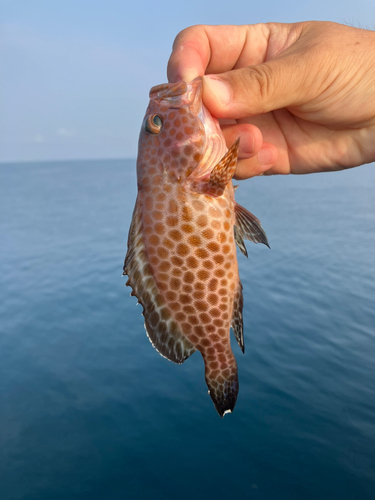 オオモンハタの釣果