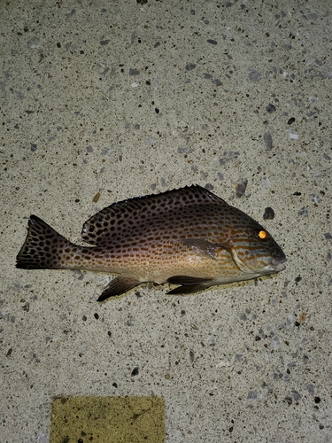 コロダイの釣果