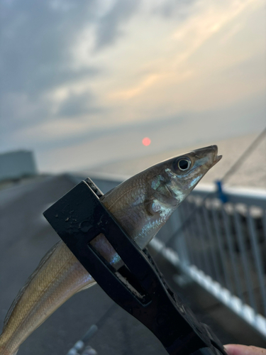 シロギスの釣果